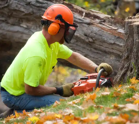 tree services Ryland Heights